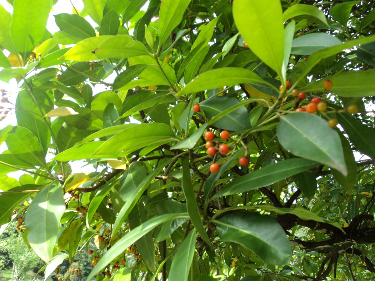 Cyrtophyllum fragrans (Roxb.) DC.